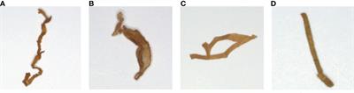 Overlapped tobacco shred image segmentation and area computation using an improved Mask RCNN network and COT algorithm